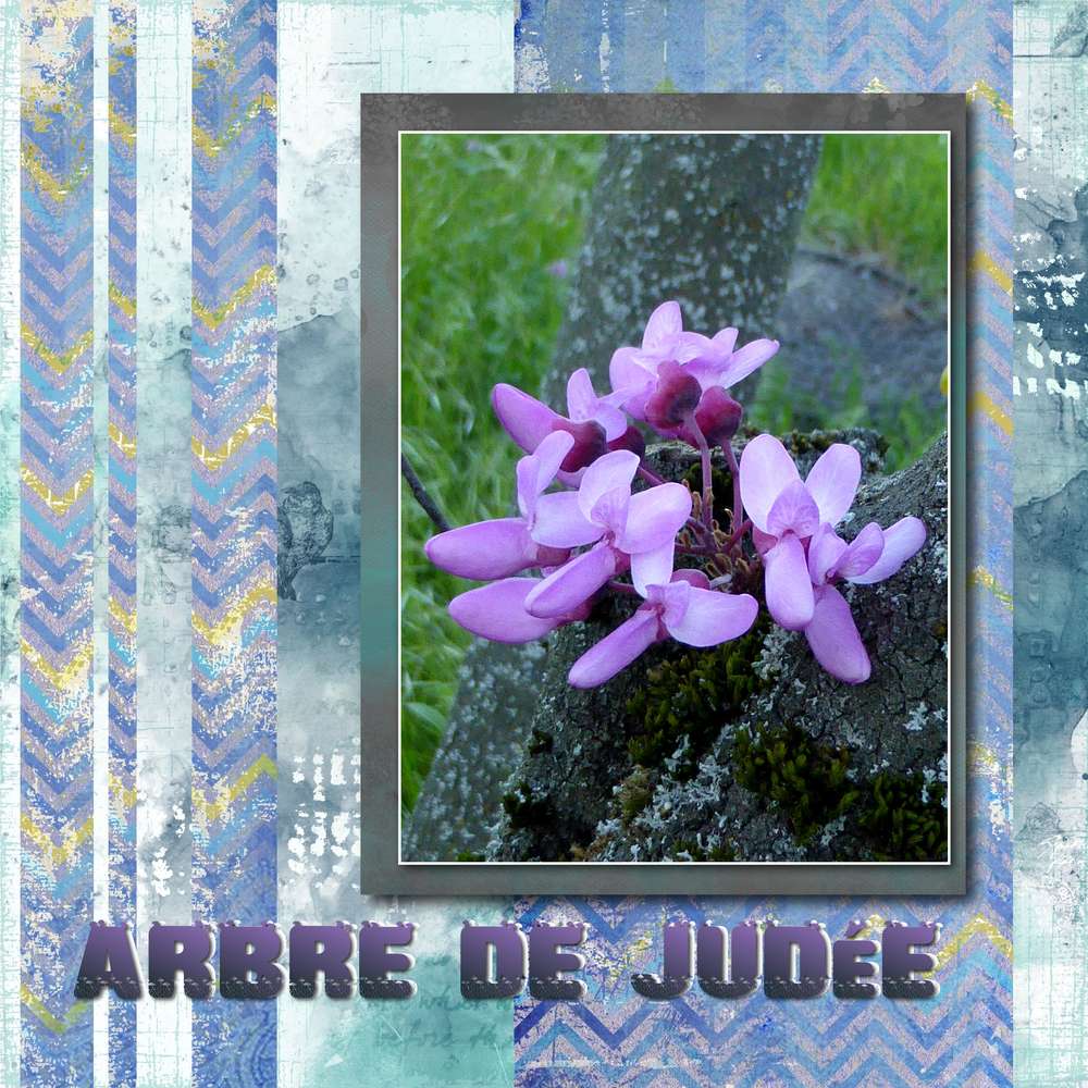 Template Gilberte  Arbre de Judée