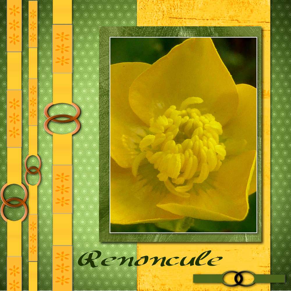 Template Gilberte Renoncule