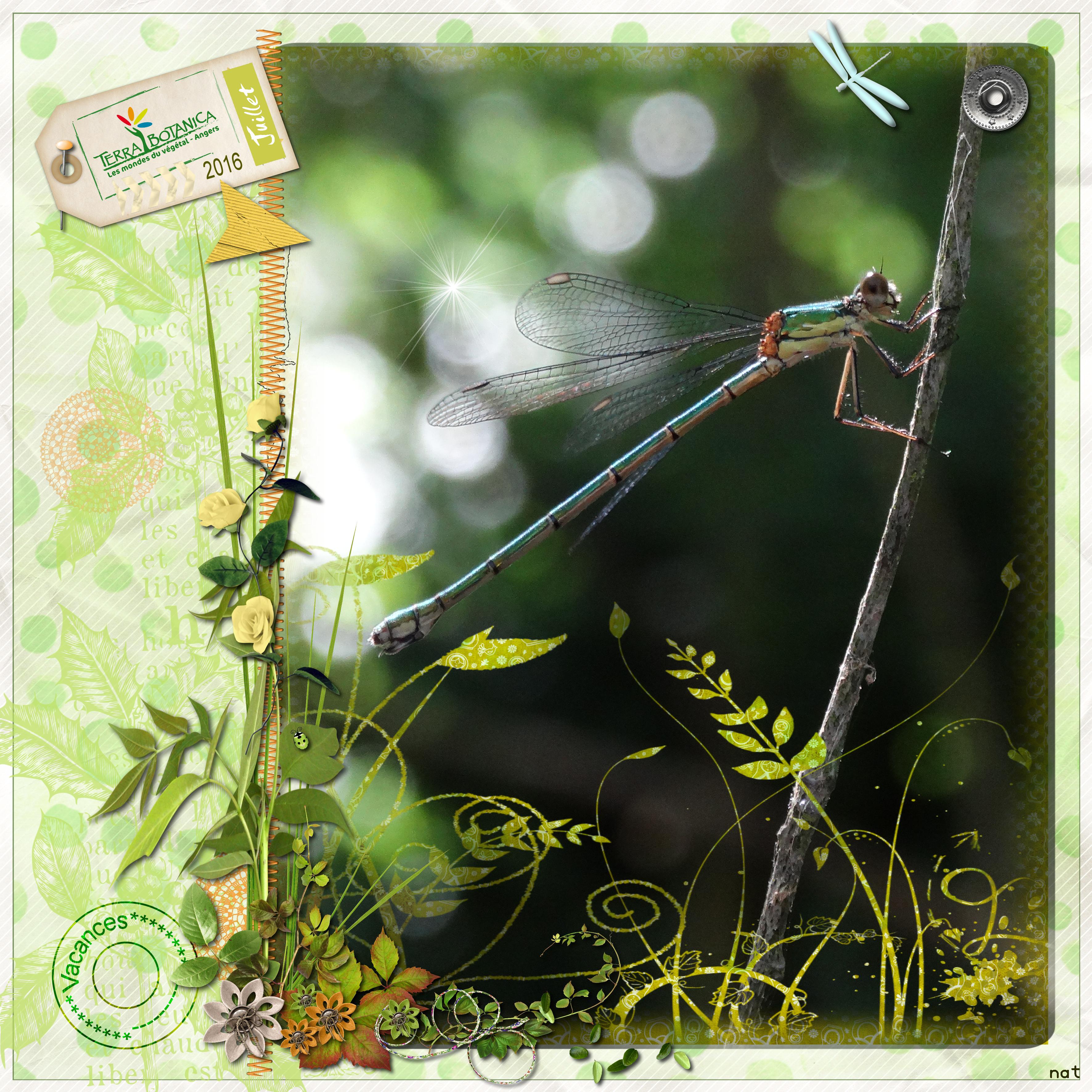 terra botanica libellule.concours Studioscrap.jpg