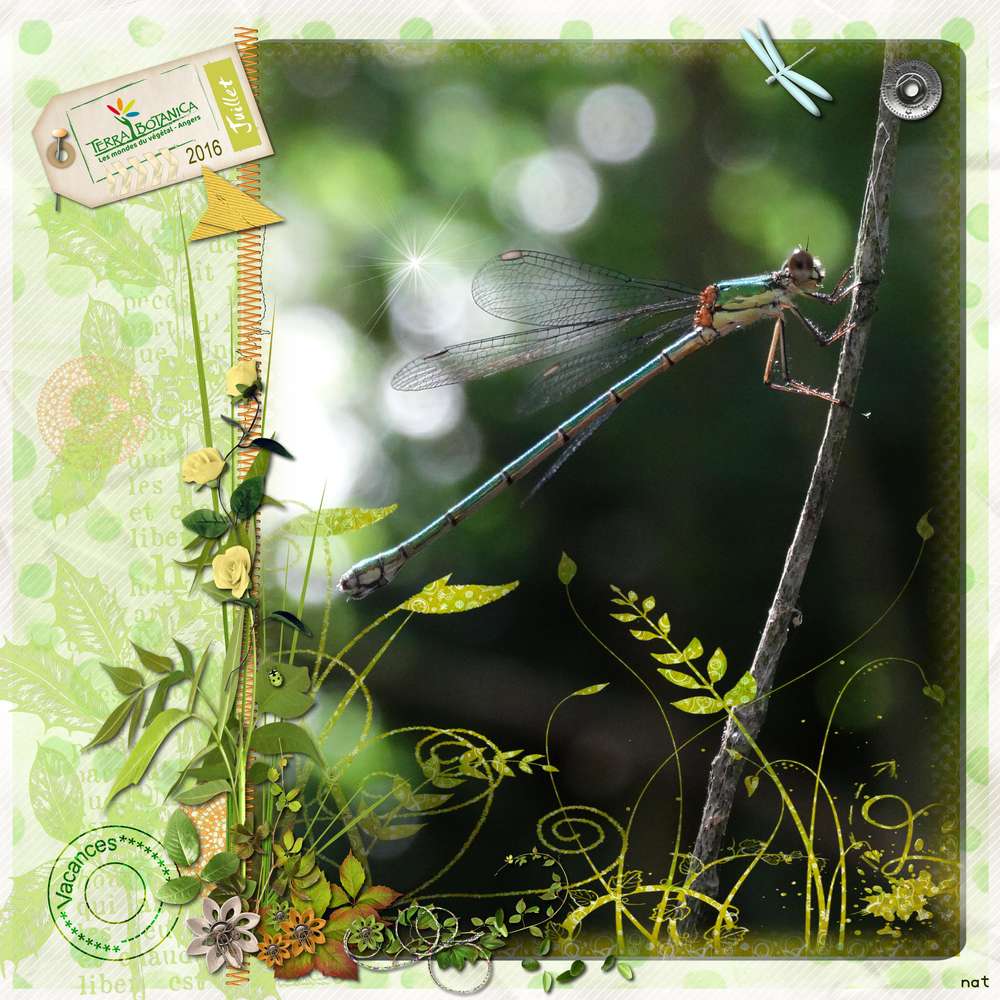 terra_botanica_libellule