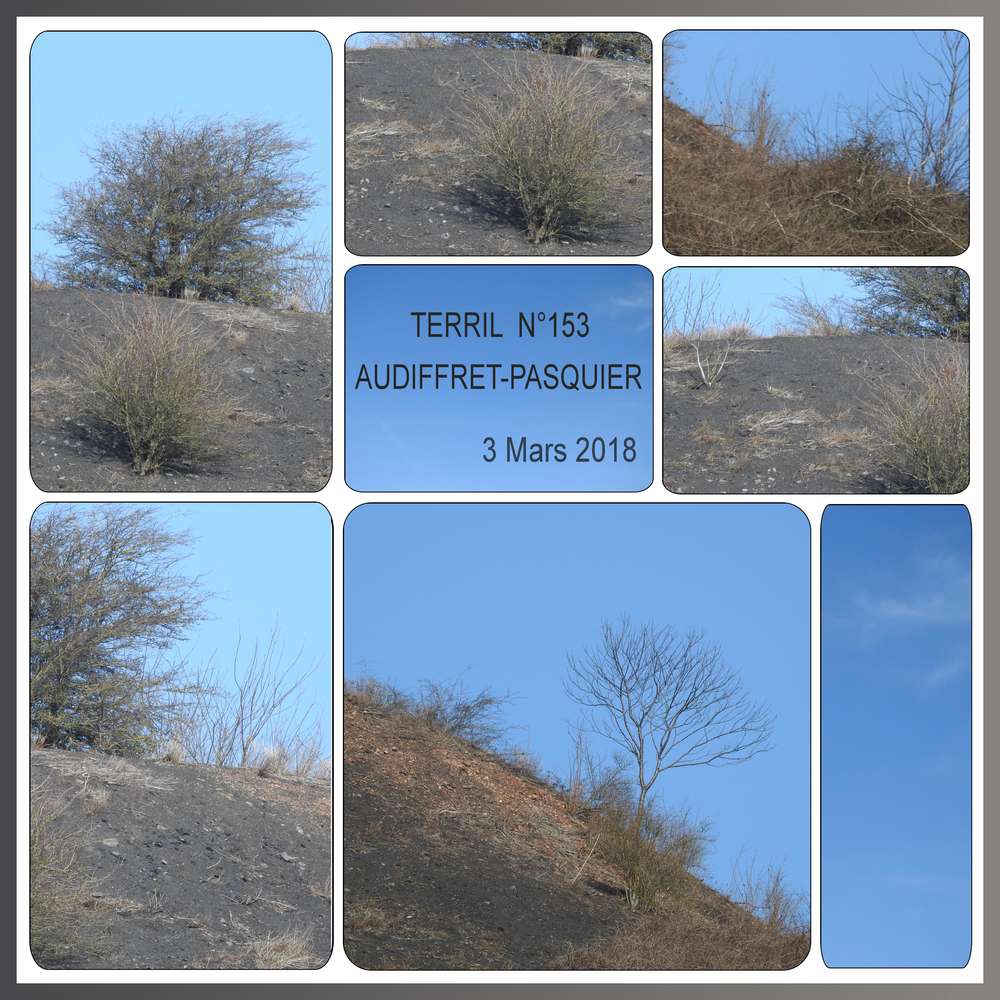 TERRIL N°153 AUDIFFREY-PASQUIER - (AU SOMMET)