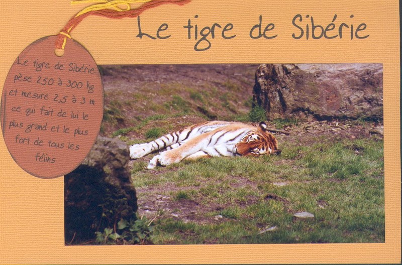 Tigre de Sibérie
