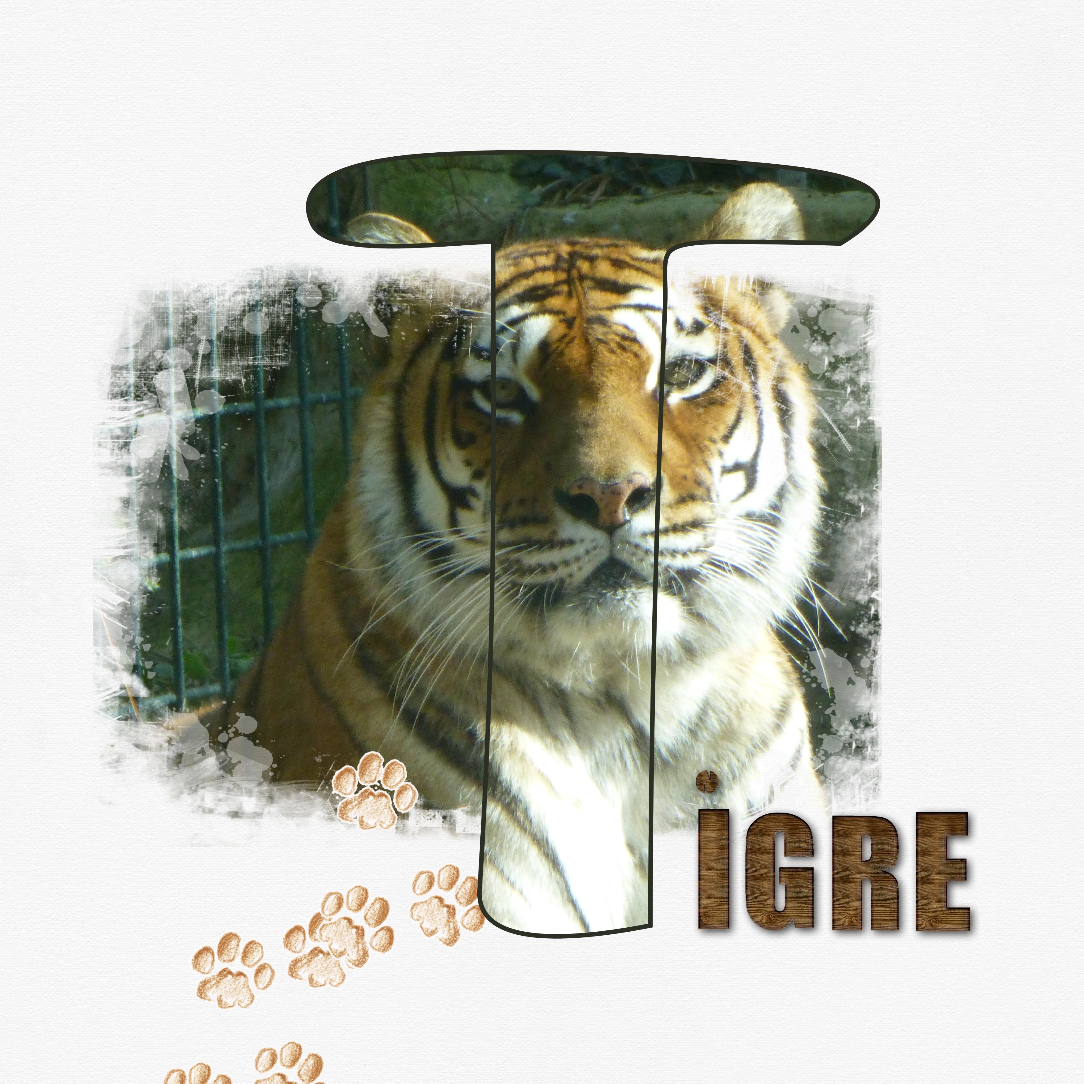 tigre.jpg