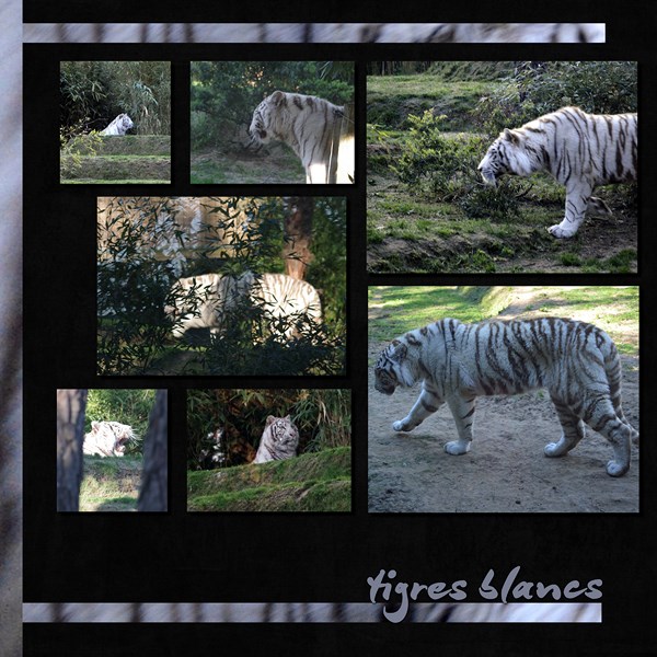 TIGRES BLANCS