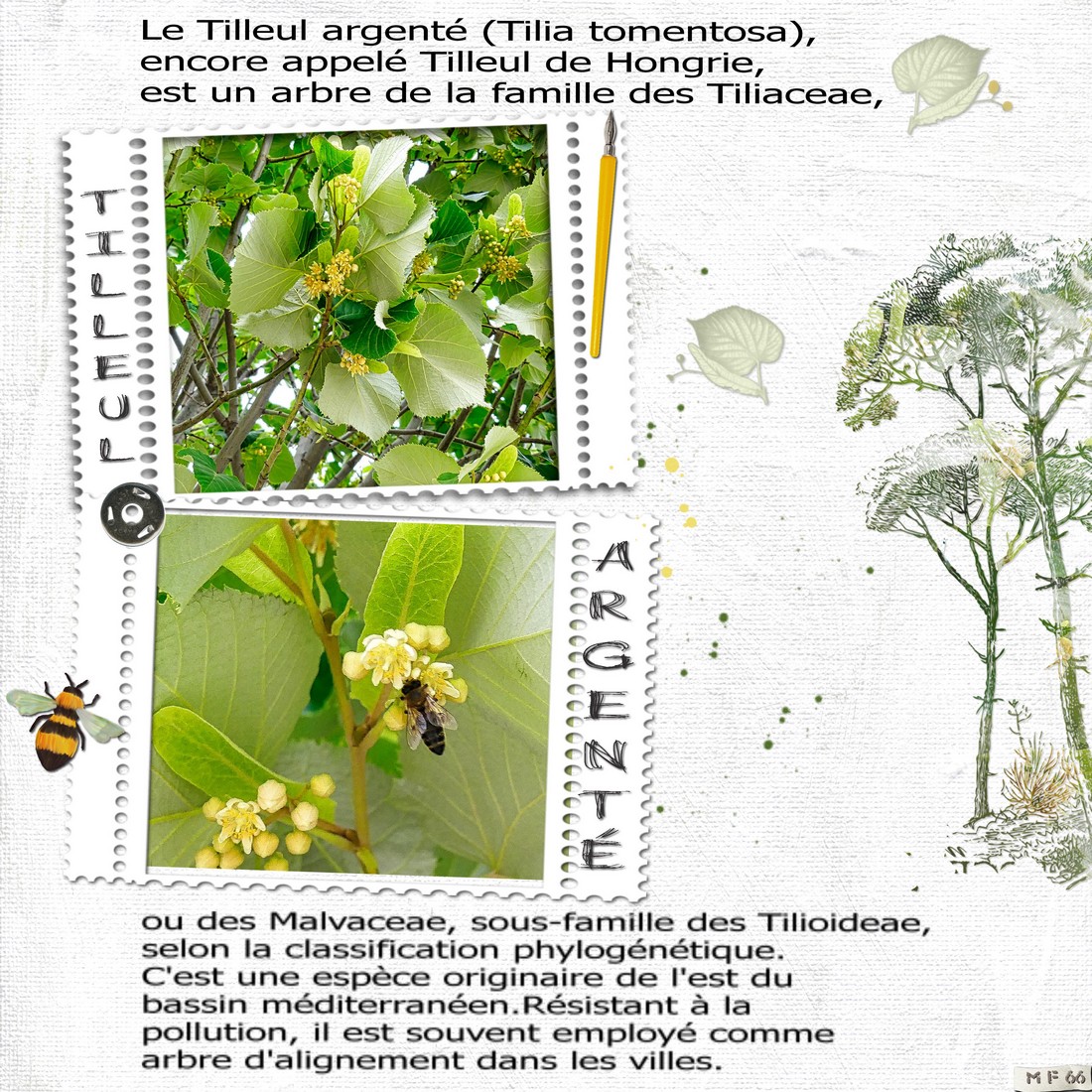 tilleul argenté1.jpg