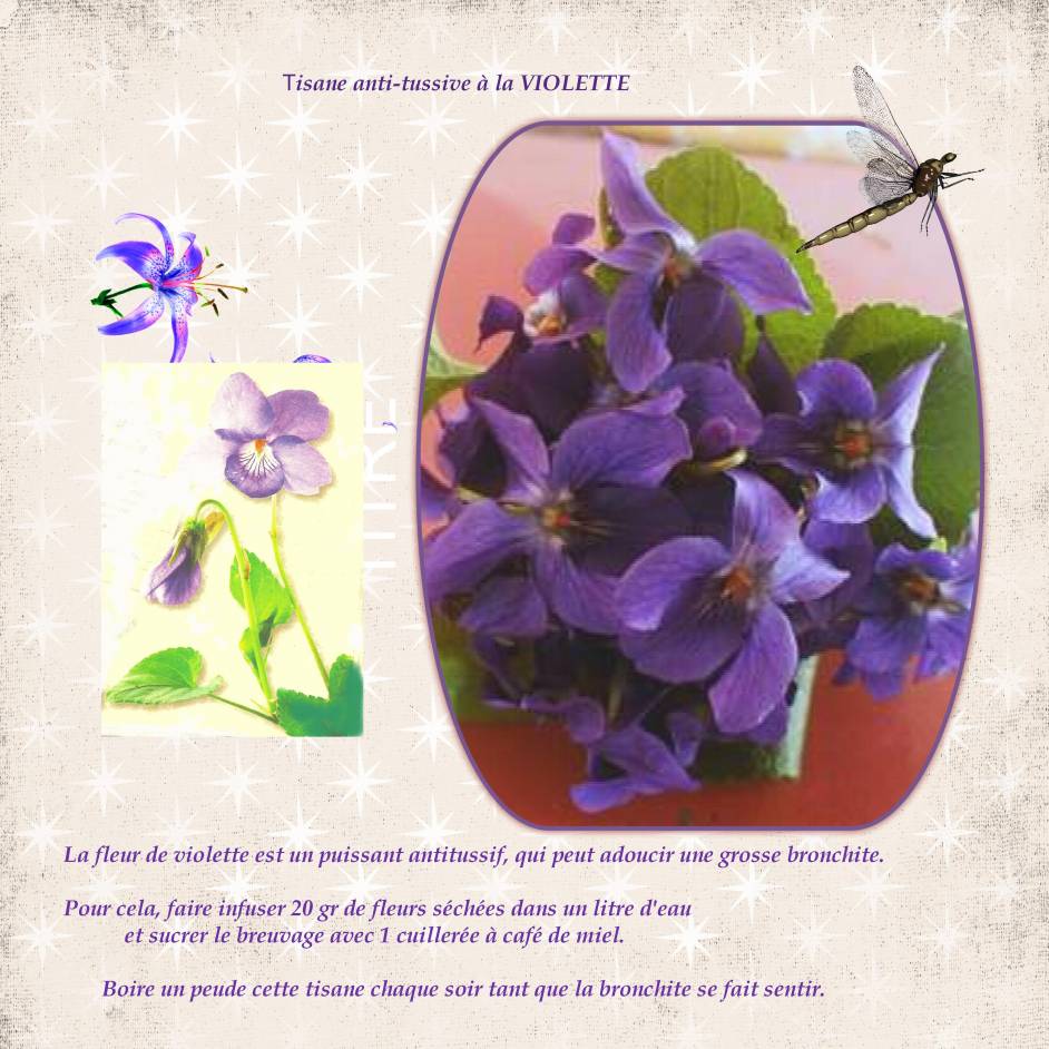 TISANE A LA VIOLETTE