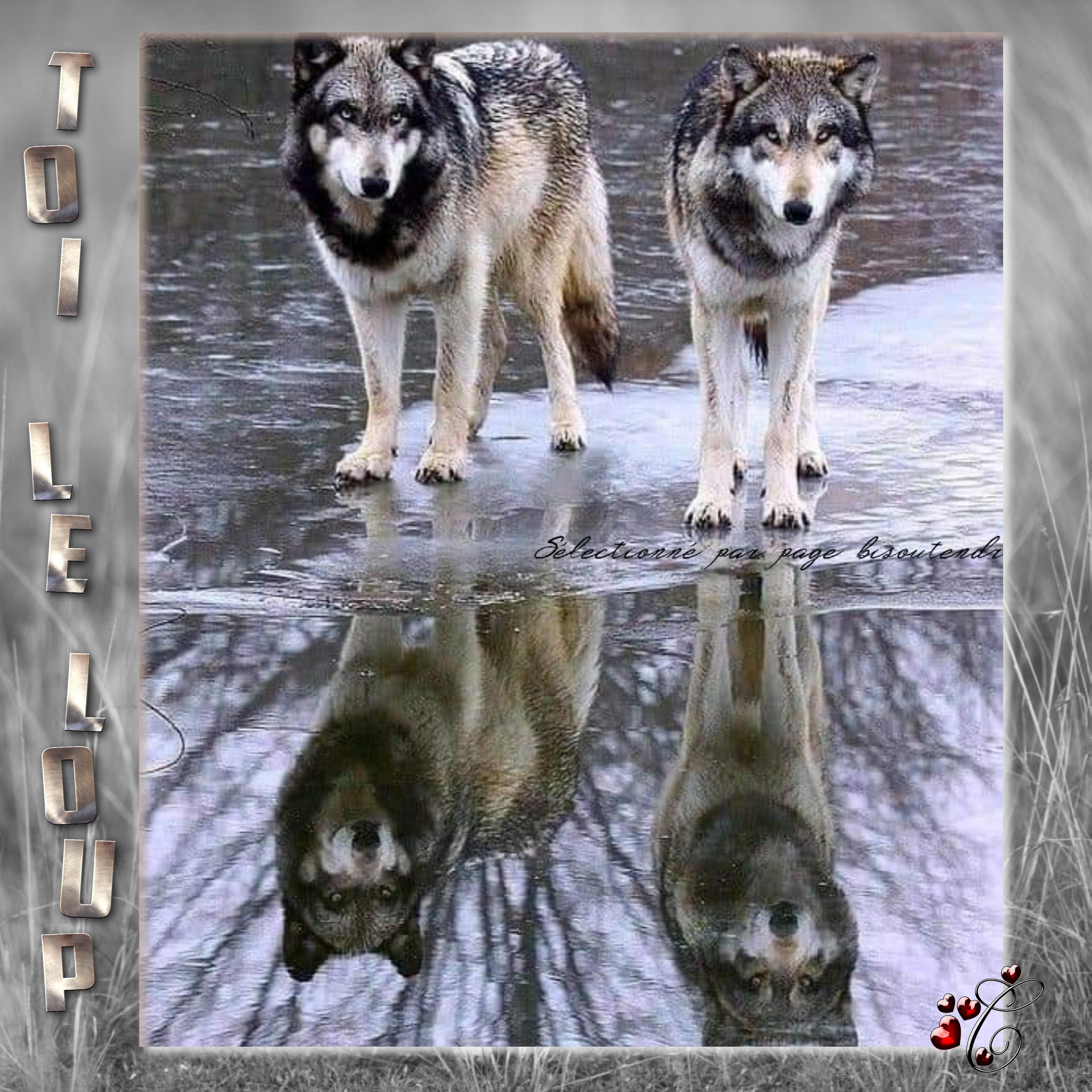 toi le loup.jpg
