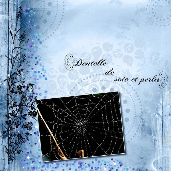 Toile d'araignée après la pluie