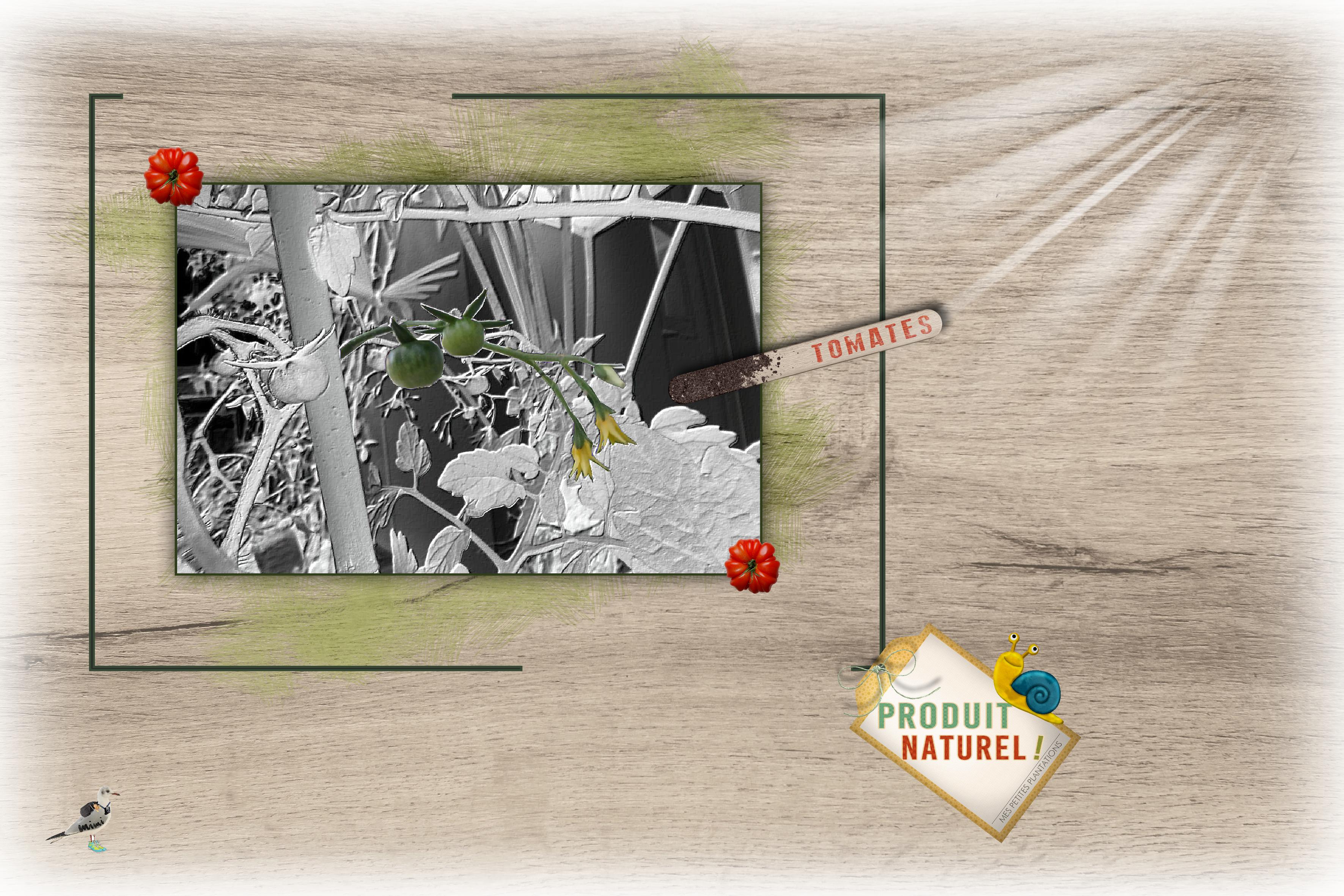 tomates du balcon-30 juin.jpg