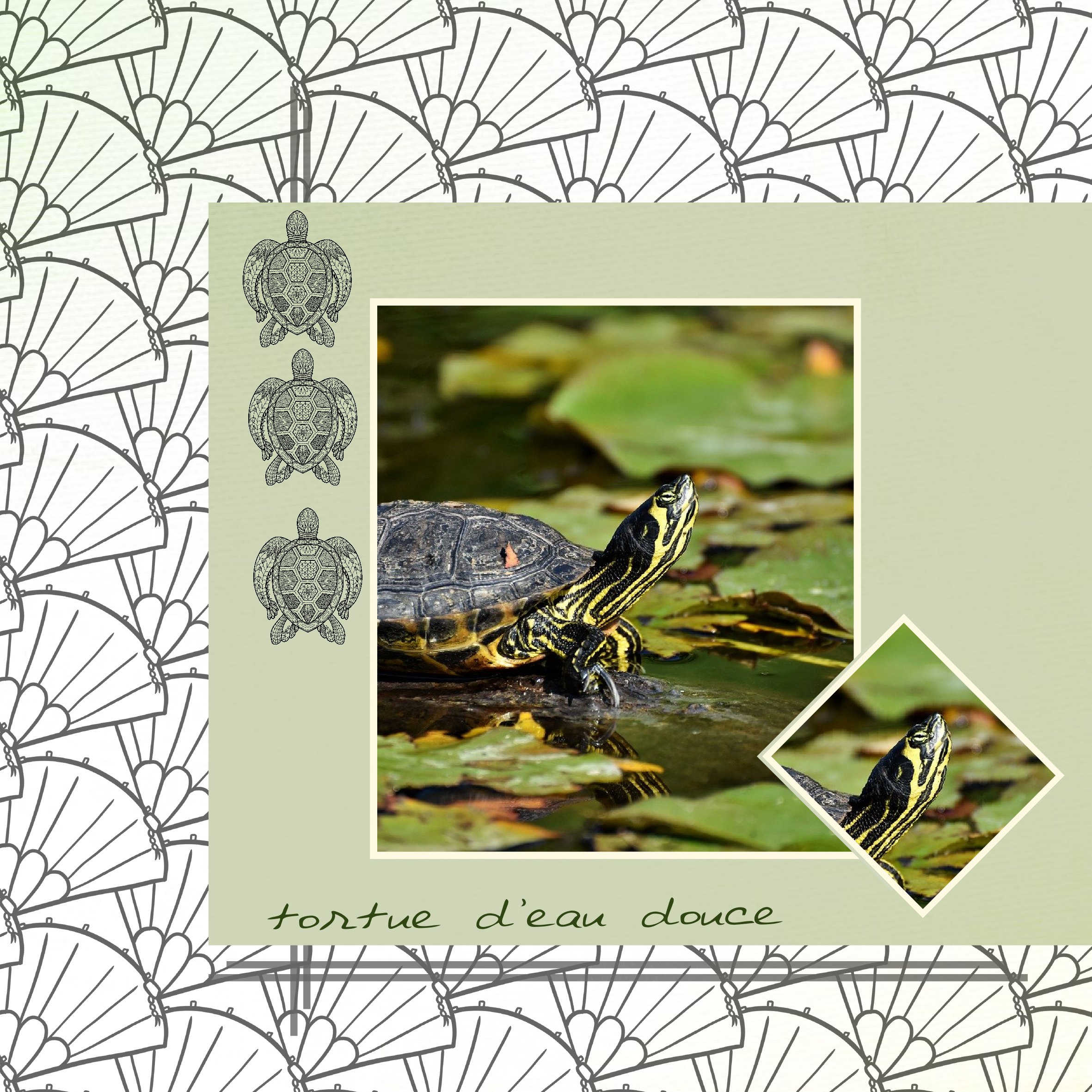 tortue eau douce de Sigean 2018.jpg