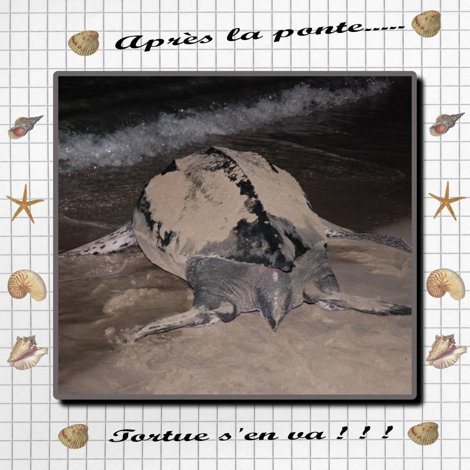 TORTUE