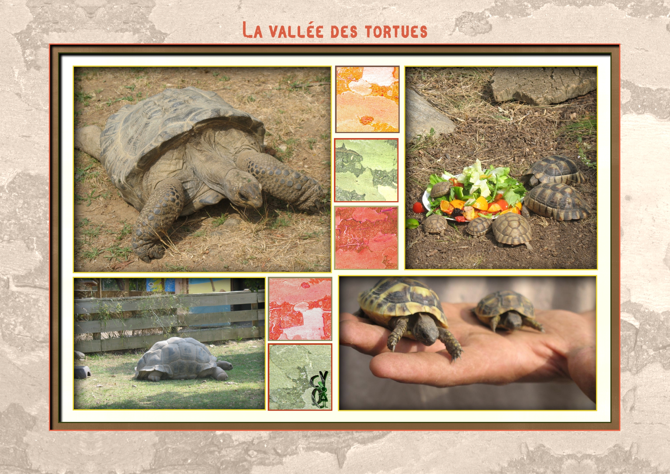 Tortues de la vallée de Sorède .jpg