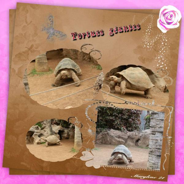 TORTUES GEANTES