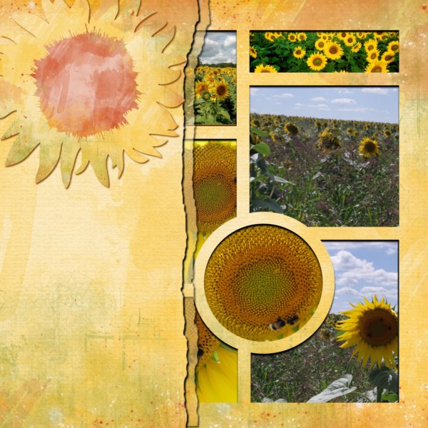 Tournesols à Veigné