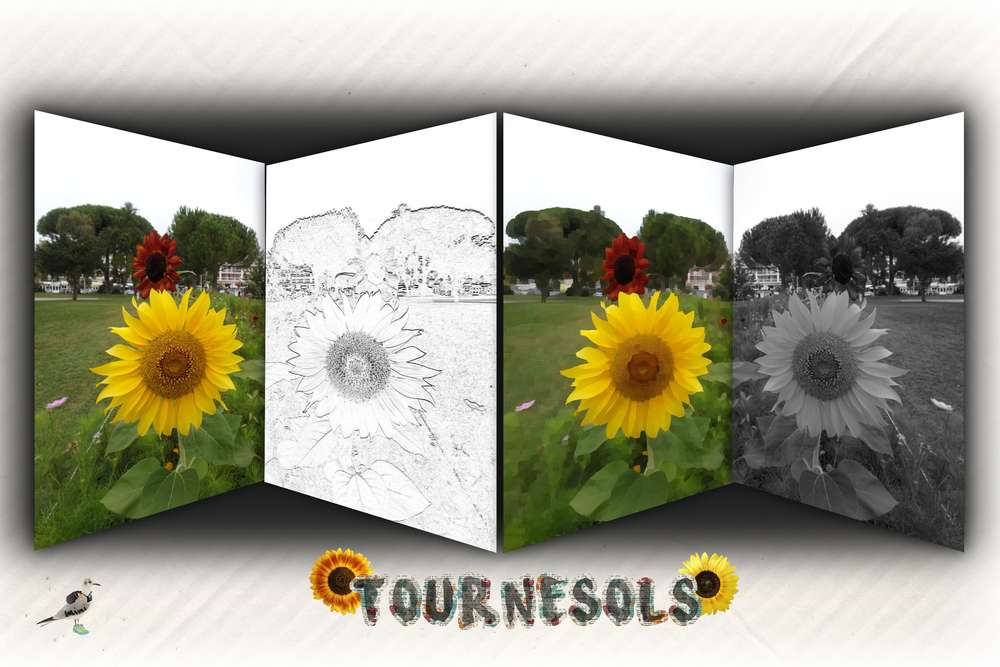 tournesols