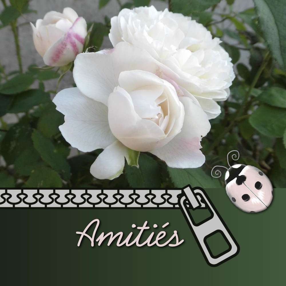 TOUT SIMPLEMENT MERCI - AMITIES