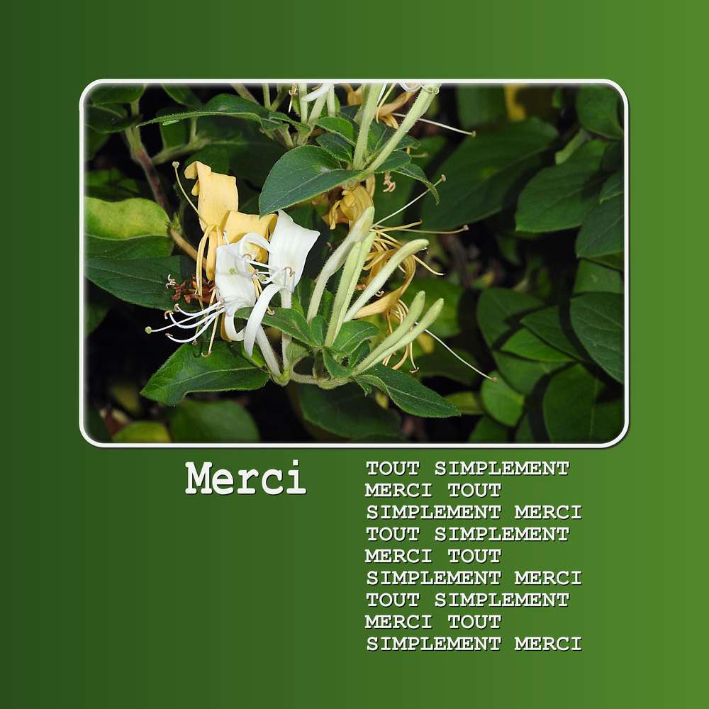 TOUT SIMPLEMENT MERCI