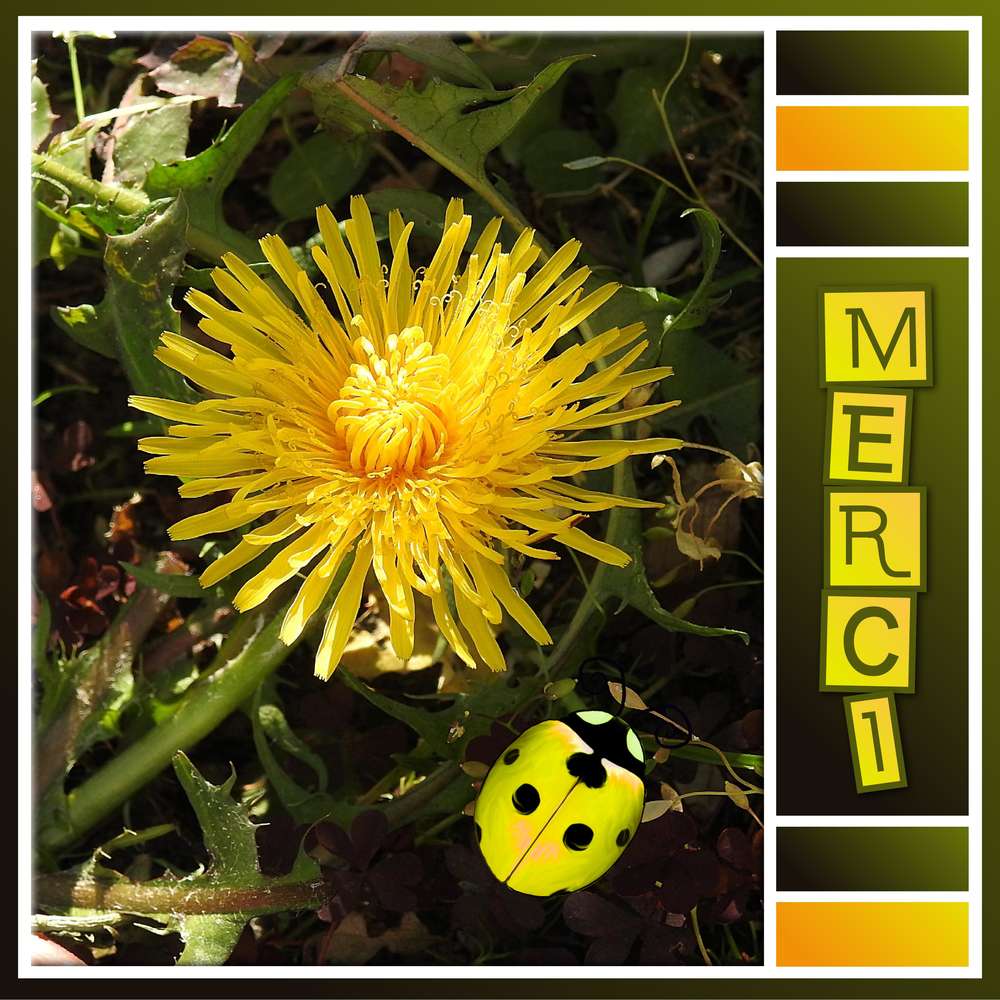 TOUT SIMPLEMENT MERCI