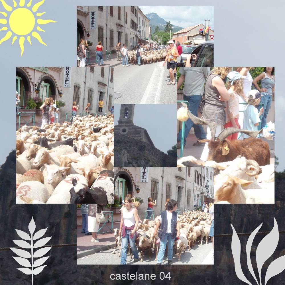 TRANSHUMANCE A CASTELANE 04