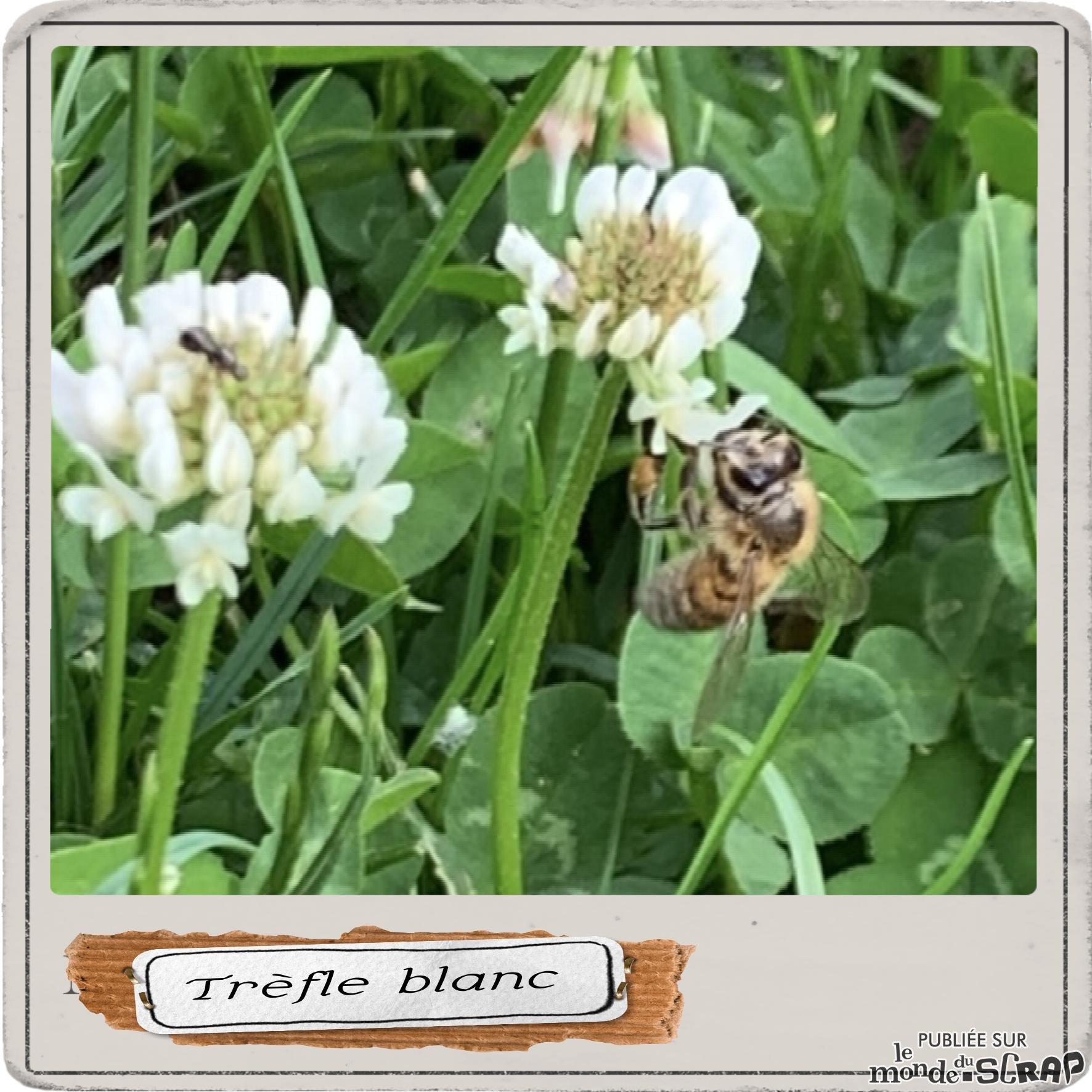 trèfle.jpg