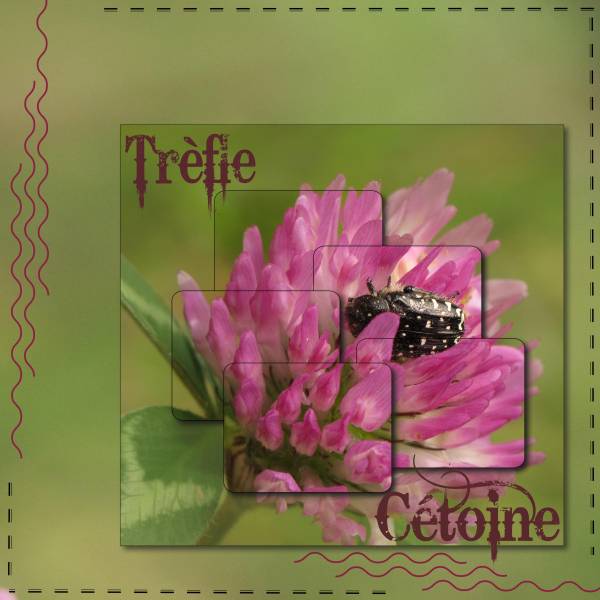 Trèfle rouge et Cétoine grise