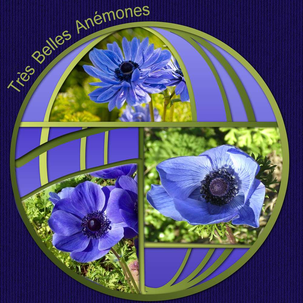 TRES BELLES ANEMONES - 112