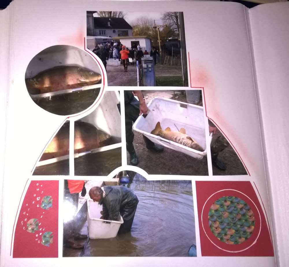 tri des reproducteurs