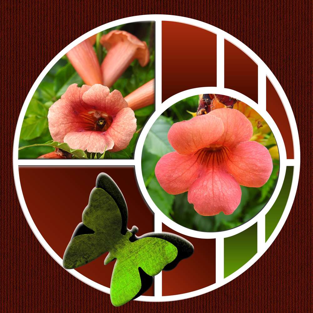 TROMPETTE DE L'AMOUR