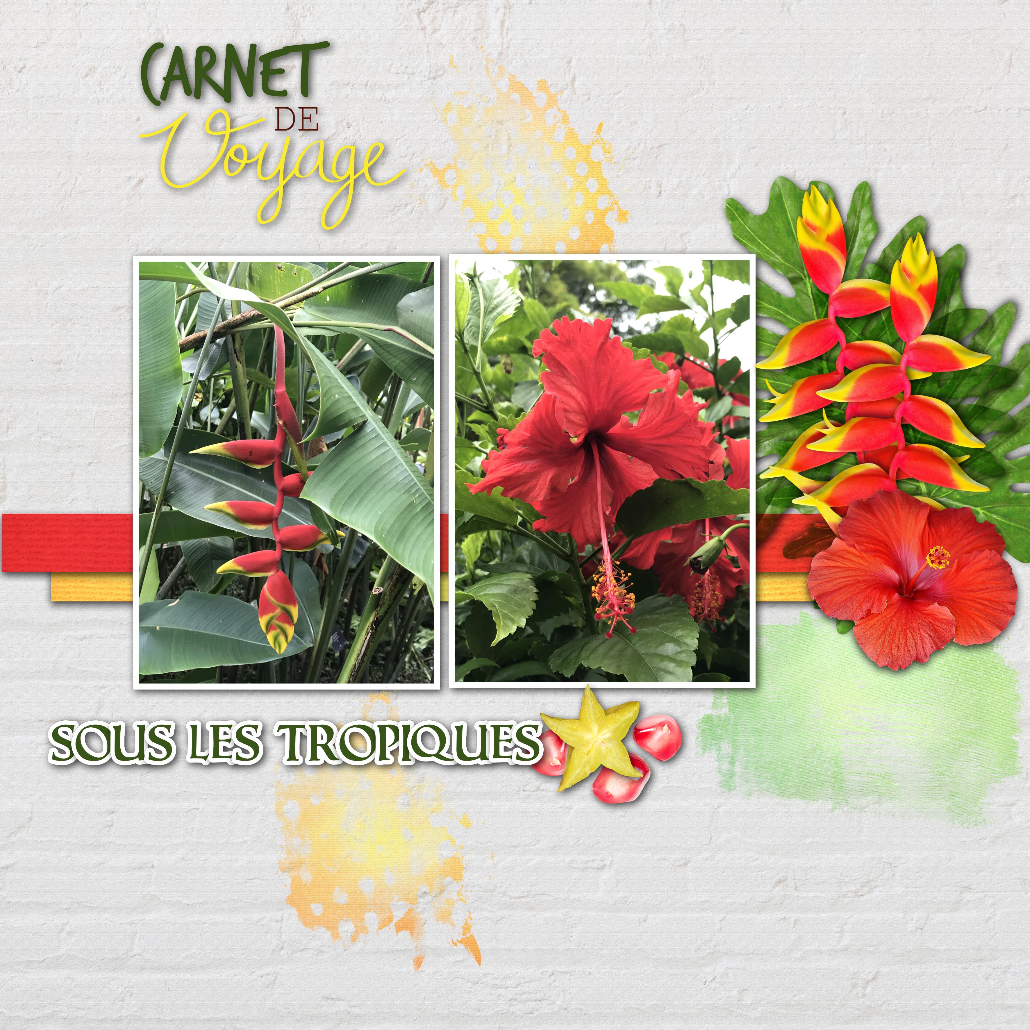 tropiques.jpg