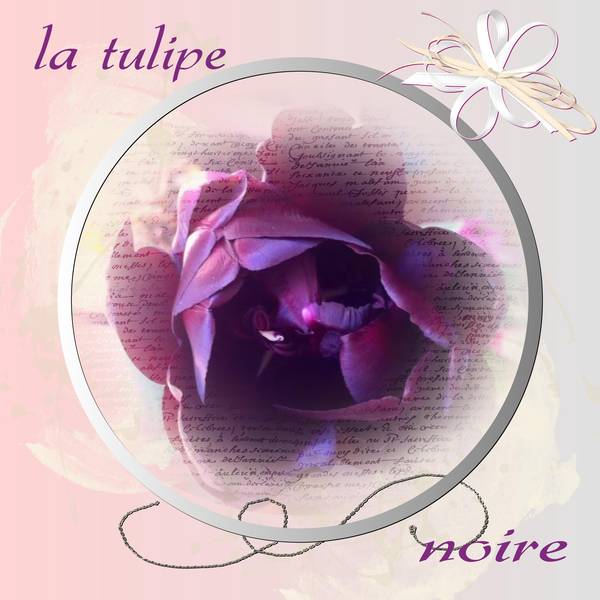 tulipe_noire