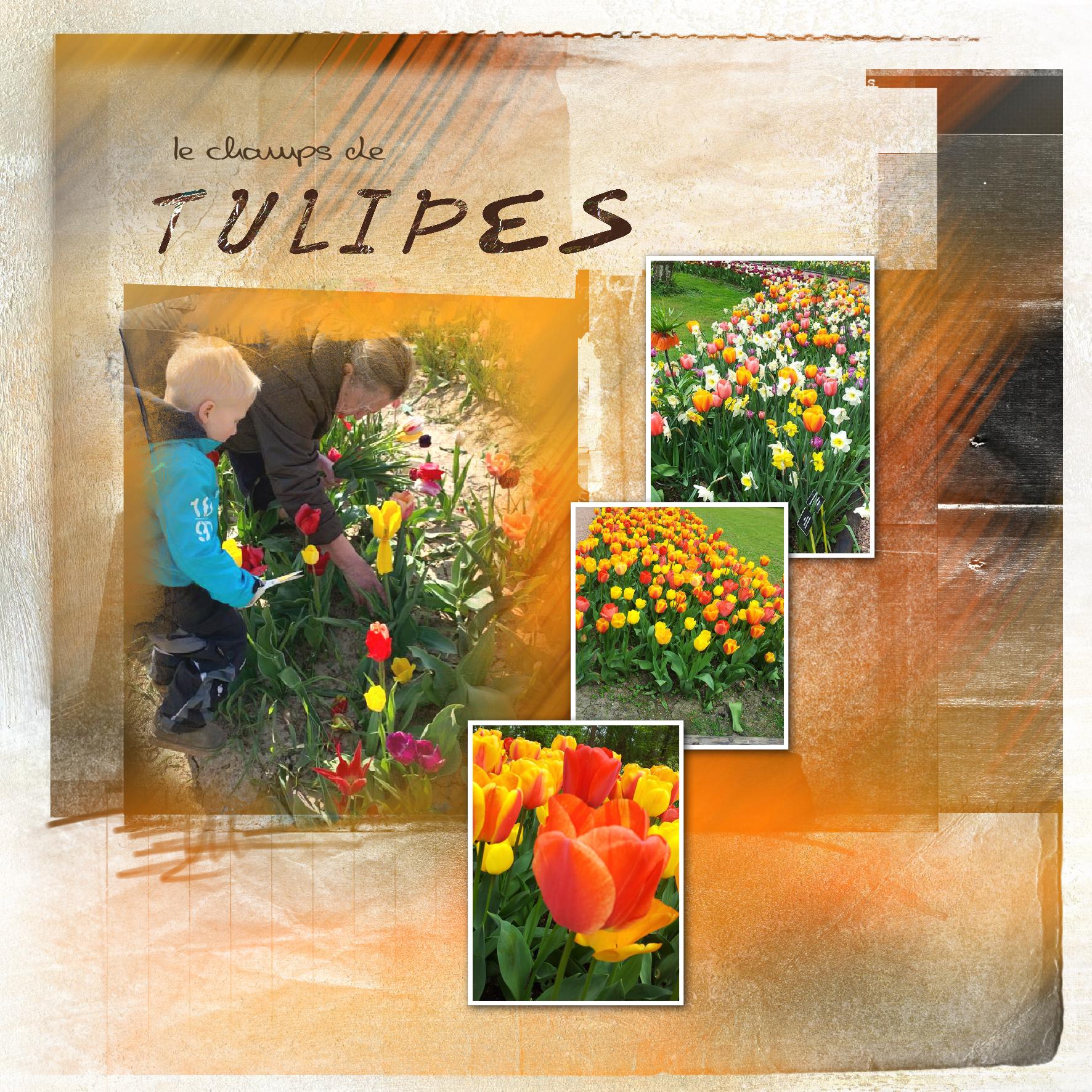 tulipes.jpg