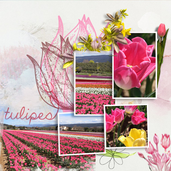 Tulipes
