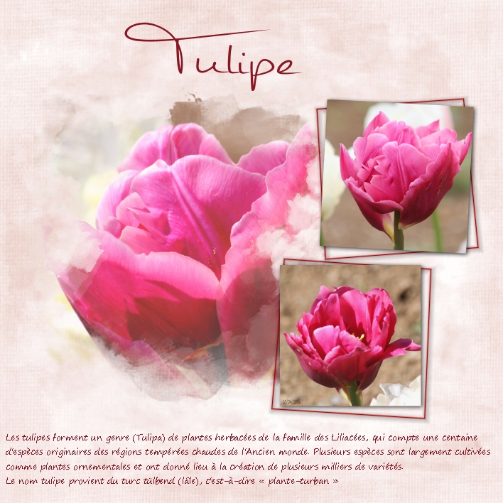 Tulipes