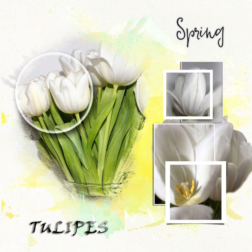 Tulipes!