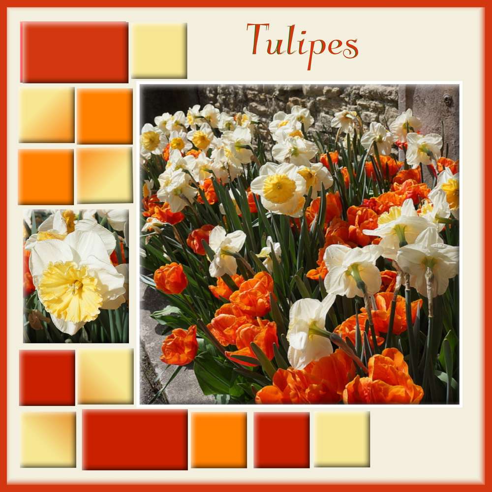 Tulipes