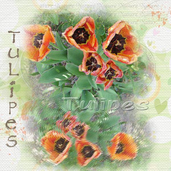 Tulipes16