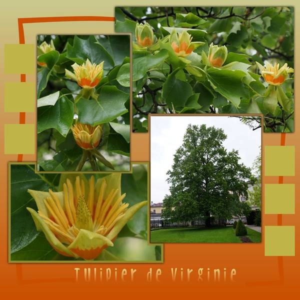 Tulipier de Virginie