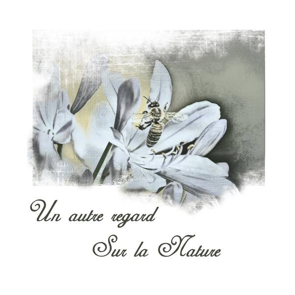 UN AUTRE REGARD SUR LA NATURE