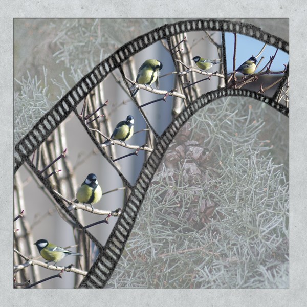 un autre scraplift de Giecat