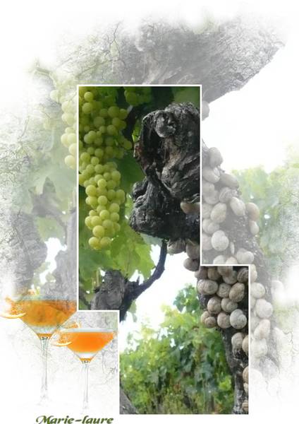 Un cep de vigne envahi d'escargots