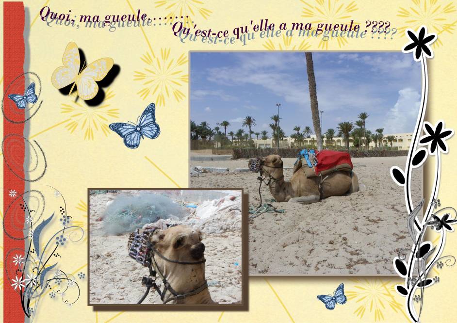 Un chameau se prélasse.........