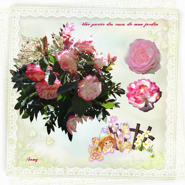 un des rosier de mon jardin