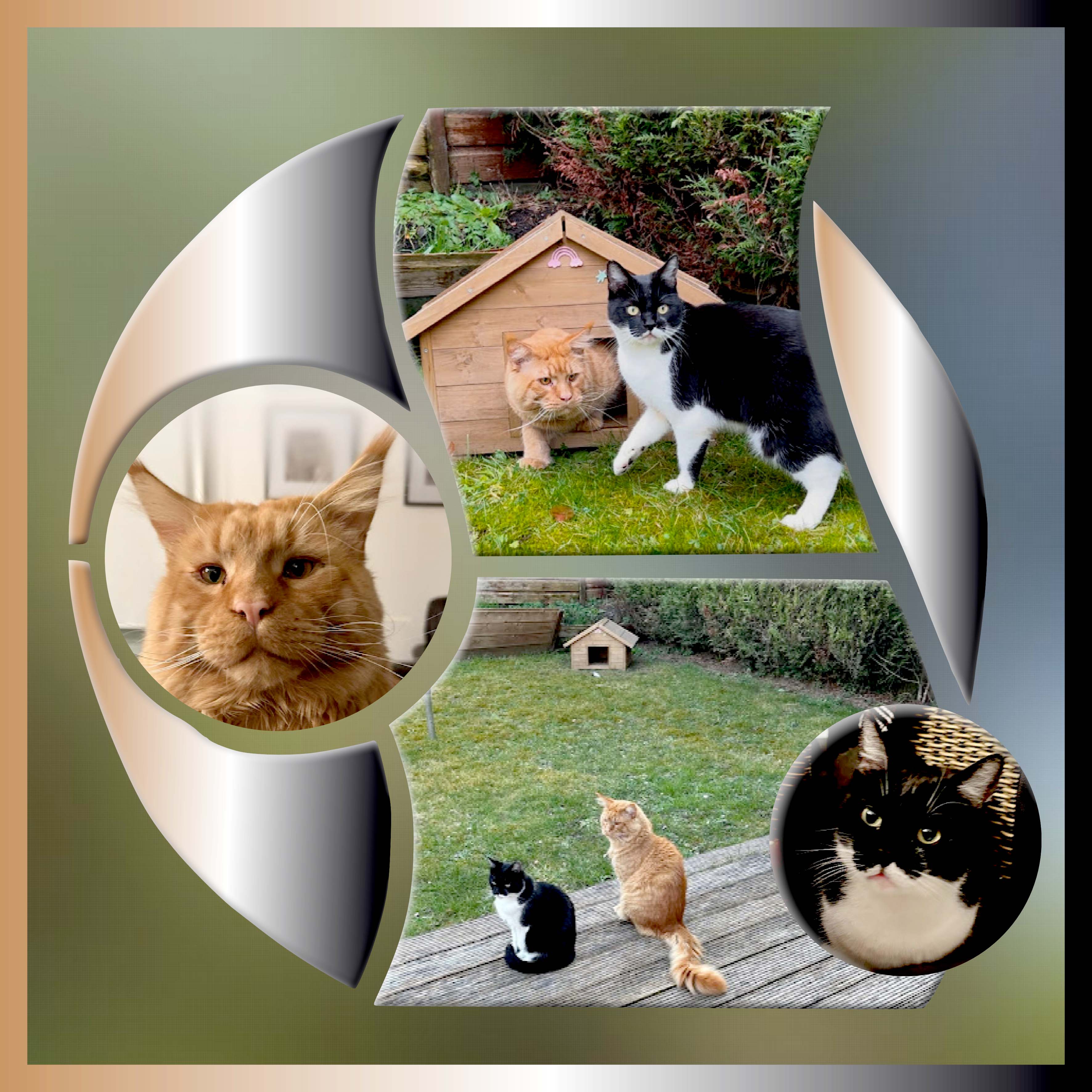 Un duo de chats