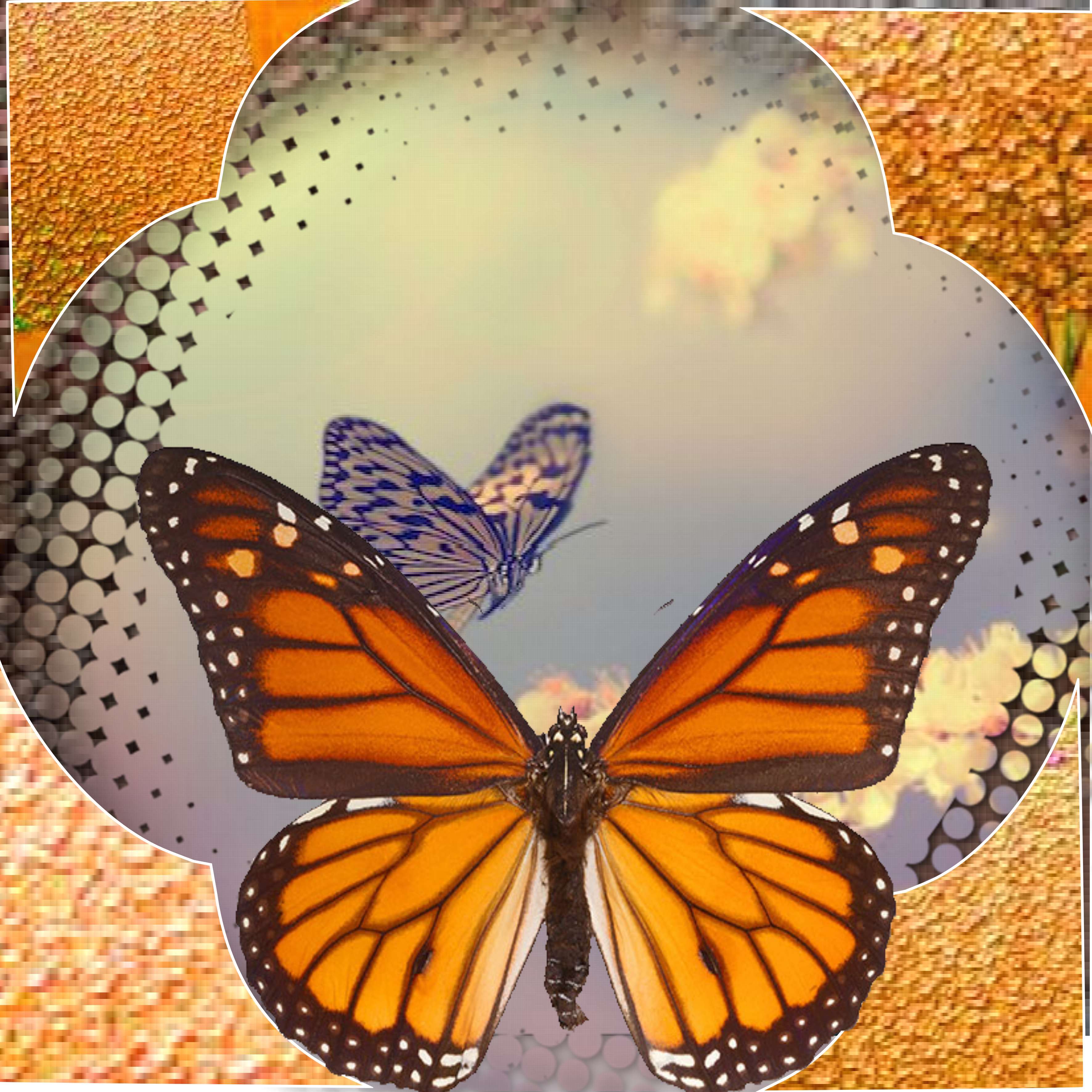 un  envol de  papillons.jpg