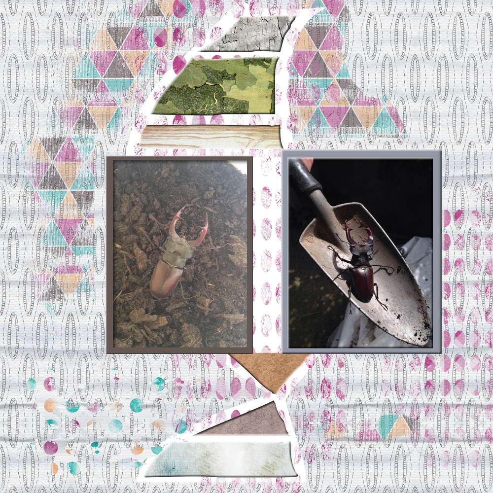 un intrus dans notre jardin