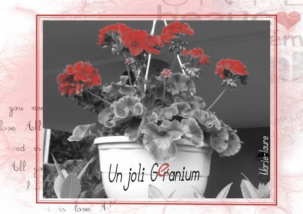 Un joli géranium (Défi Bouvier)