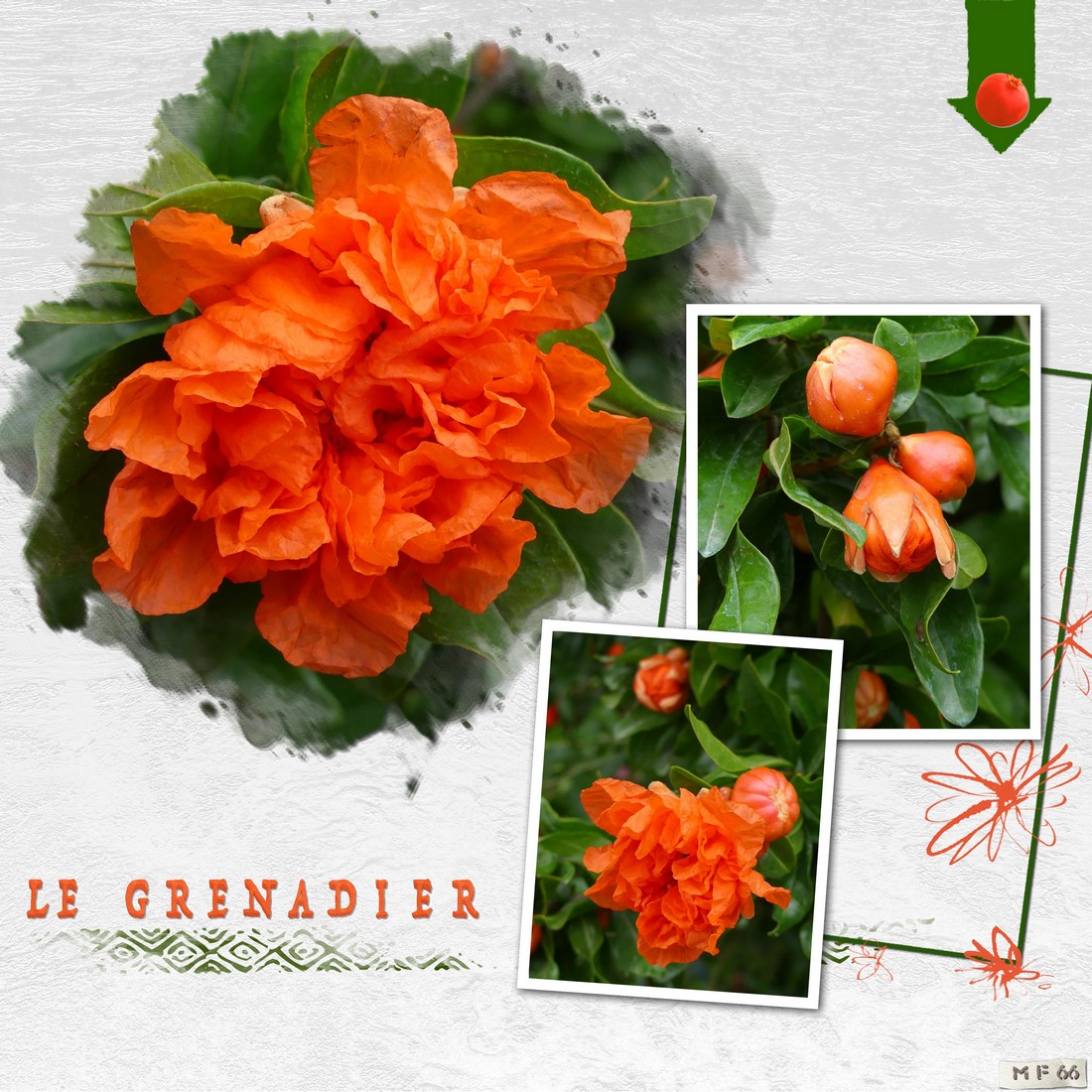 Un joli grenadier dans notre village.jpg