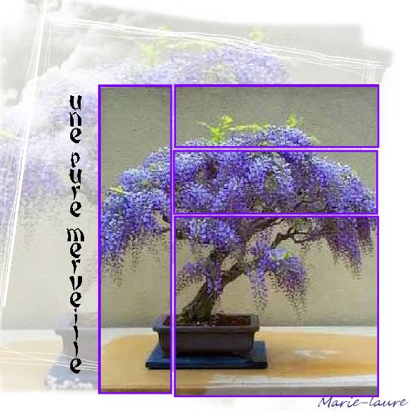 Un merveilleux Bonsaï de Glycine !