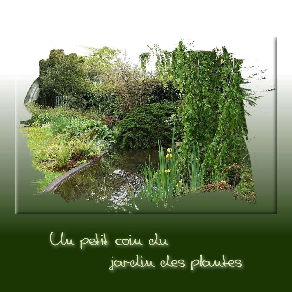 Un petit coin de verdure