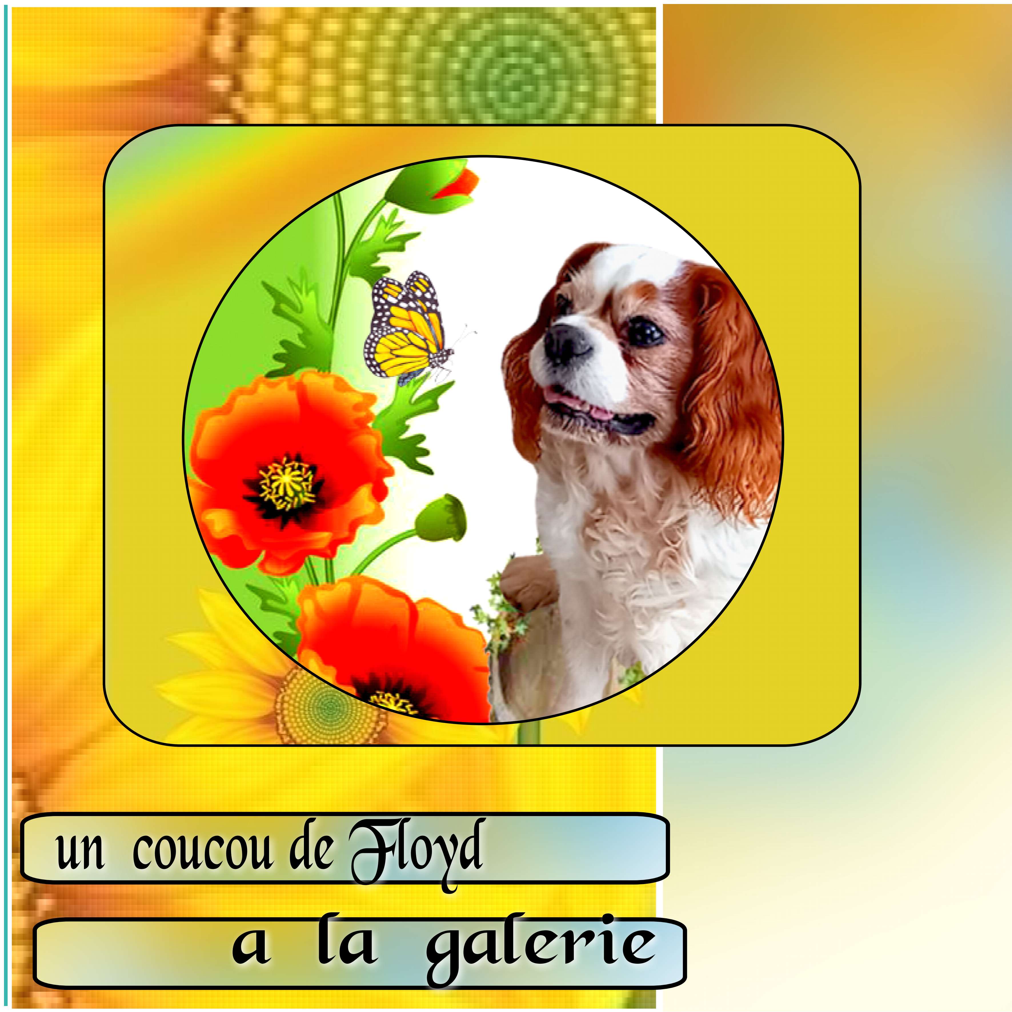 un petit  coucou.jpg